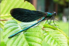 A_JUF_BKJ_0001_bosbeekjuffer_♂_calopteryx virgo