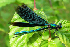 A_JUF_BKJ_0002_bosbeekjuffer_♂_calopteryx virgo