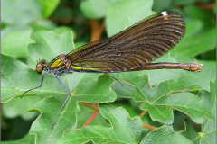 A_JUF_BKJ_0005_bosbeekjuffer_♀_calopteryx virgo