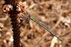 A_JUF_PJ_0004_houtpantserjuffer_lestes viridis