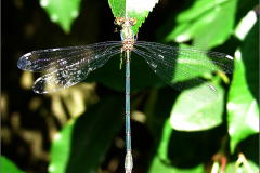 A_JUF_PJ_0005_houtpantserjuffer_lestes viridis