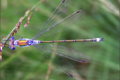 A_JUF_WJ_0001_tangpantserjuffer_lestes dryas