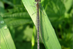 A_JUF_WJ_0009_variabele waterjuffer_coenagrion pulchellum