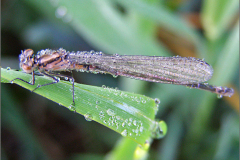 A_JUF_WJ_0011_variabele waterjuffer_coenagrion pulchellum