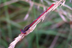 A_JUF_WJ_0035_koraaljuffer_ceriagrion tenellum