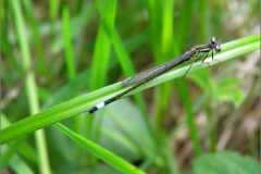 A_JUF_WJ_0040_lantaarntje_ischnura elegans