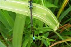 A_JUF_WJ_0041_lantaarntje_ischnura elegans