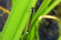 A_JUF_WJ_0042_lantaarntje_ischnura elegans