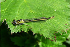 A_JUF_WJ_0043_lantaarntje_♀_ischnura elegans