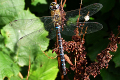 B_LIB_GLM_0021_paardenbijter_aeshna mixta