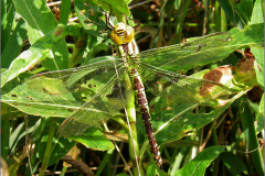 B_LIB_GLM_0032_groene glazenmaker_♀_aeshna viridis