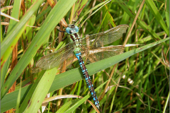 B_LIB_GLM_0035_groene glazenmaker_♂_aeshna viridis