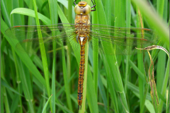 B_LIB_GLM_0043_groene glazenmaker_♂_aeshna viridis