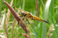 B_LIB_KB_0005_ viervlek_libellula quadrimaculata