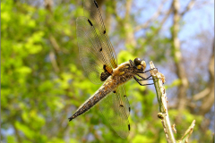 B_LIB_KB_0006_ viervlek_libellula quadrimaculata