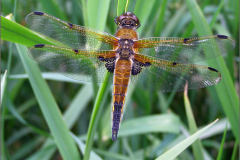 B_LIB_KB_0008_ viervlek_libellula quadrimaculata