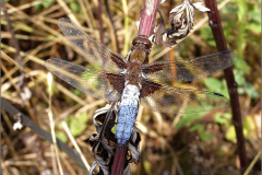 B_LIB_KB_0009_platbuik_libellula depressa