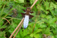 B_LIB_KB_0010_platbuik_libellula depressa