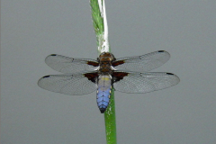 B_LIB_KB_0011_platbuik_libellula depressa