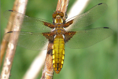 B_LIB_KB_0011_platbuik_libellula depressa