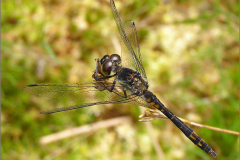 B_LIB_KB_0015_zwarte heidelibel_sympetrum danae