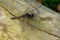 B_LIB_KB_0016_ zwarte heidelibel_sympetrum  danae