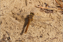 B_LIB_KB_0018_bruinrode heidelibel_sympetrum striolatum