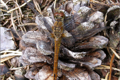 B_LIB_KB_0019_bruinrode heidelibel_sympetrum striolatum