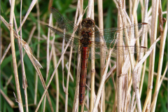 B_LIB_KB_0021_bruinrode heidelibel_sympetrum striolatum