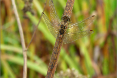 B_LIB_KB_0022_bruinrode heidelibel_sympetrum striolatum