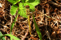 B_LIB_KB_0023_bruinrode heidelibel_sympetrum striolatum