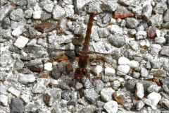 B_LIB_KB_0024_rode heidelibel_sympetrum sagguineum