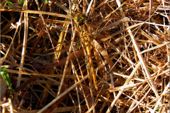 B_LIB_KB_0025_rode heidelibel_sympetrum sagguineum