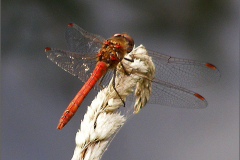 B_LIB_KB_0026_heidelibel onbekend_sympetrum sp