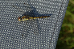 B_LIB_KB_0026_bruinrode heidelibel_sympetrum striolatum