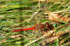 B_LIB_KB_0027_bloedrode heidelibel_sympetrum sanguineum