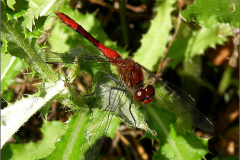 B_LIB_KB_0028_bloedrode heidelibel_sympetrum sanguineum