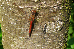 B_LIB_KB_0029_steenrode heidelibel_sympetrum vulgatum