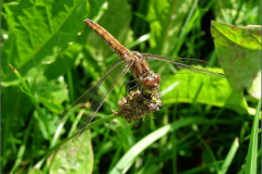 B_LIB_KB_0030_steenrode heidelibel_sympetrum vulgatum