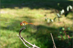 B_LIB_KB_0031_bloedrode heidelibel_sympetrum sanguineum