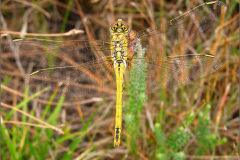 B_LIB_KB_0033_zwervende heidelibel_sympetrum fonscolombii