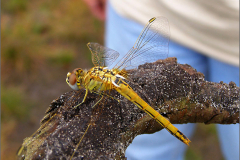 B_LIB_KB_0034_zwervende heidelibel_sympetrum fonscolombii