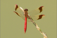 B_LIB_KB_0037_bandheidelibel_sympetrum pedemontanum