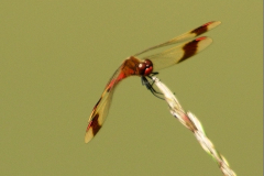 B_LIB_KB_0038_bandheidelibel_sympetrum pedemontanum