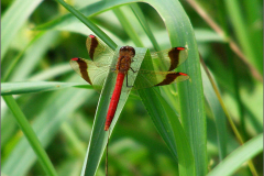 B_LIB_KB_0039_bandheidelibel_sympetrum pedemontanum