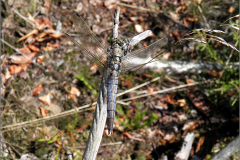 B_LIB_KB_0052_gewone oeverlibel_orthetrum cancellatum