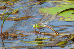 B_LIB_KB_0062_grote keizerlibel_anax imperator