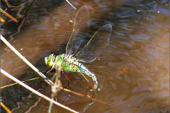 B_LIB_KB_0064_grote keizerlibel_anax imperator