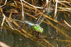 B_LIB_KB_0065_grote keizerlibel_anax imperator