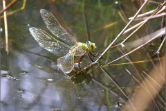 B_LIB_KB_0066_grote keizerlibel_anax imperator